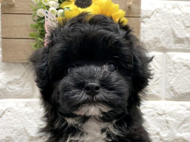 広島県のハーフ犬・ミックス犬 (アミーゴ宇品店/2026年6月4日生まれ/女の子/ブラックホワイト)の子犬の1枚目の画像