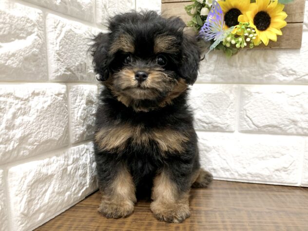 広島県のハーフ犬・ミックス犬 (アミーゴ宇品店/2026年5月28日生まれ/女の子/ブラックタン)の子犬の3枚目の画像