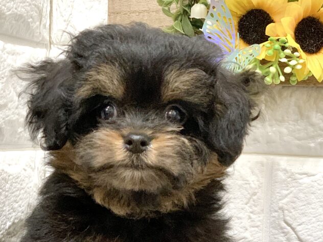 広島県のハーフ犬・ミックス犬 (アミーゴ宇品店/2026年5月28日生まれ/女の子/ブラックタン)の子犬の1枚目の画像