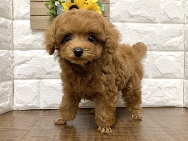 広島県のトイプードル(トイ) (アミーゴ宇品店/2026年6月6日生まれ/女の子/レッドフォーン)の子犬の3枚目の画像