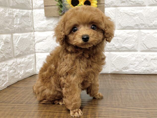 広島県のトイプードル(トイ) (アミーゴ宇品店/2026年6月6日生まれ/女の子/レッドフォーン)の子犬の2枚目の画像