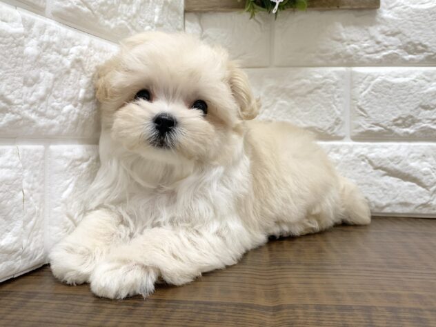 広島県のハーフ犬・ミックス犬 (アミーゴ宇品店/2026年6月14日生まれ/女の子/クリーム)の子犬の3枚目の画像