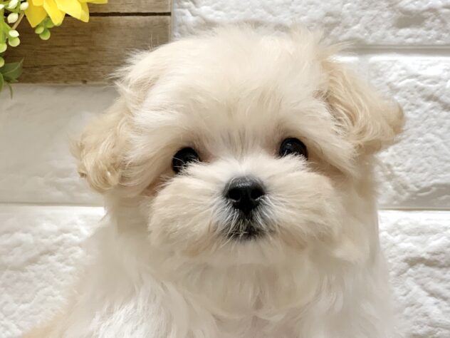 広島県のハーフ犬・ミックス犬 (アミーゴ宇品店/2026年6月14日生まれ/女の子/クリーム)の子犬の1枚目の画像