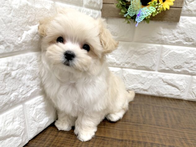 広島県のハーフ犬・ミックス犬 (アミーゴ宇品店/2026年6月14日生まれ/女の子/クリーム)の子犬の2枚目の画像