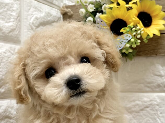 広島県のハーフ犬・ミックス犬 (アミーゴ宇品店/2026年6月11日生まれ/女の子/アプリコット)の子犬の1枚目の画像
