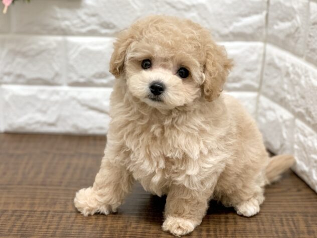 広島県のハーフ犬・ミックス犬 (アミーゴ宇品店/2026年6月11日生まれ/女の子/アプリコット)の子犬の2枚目の画像