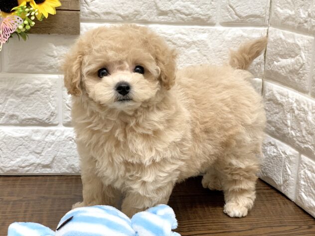 広島県のハーフ犬・ミックス犬 (アミーゴ宇品店/2026年6月11日生まれ/女の子/アプリコット)の子犬の3枚目の画像