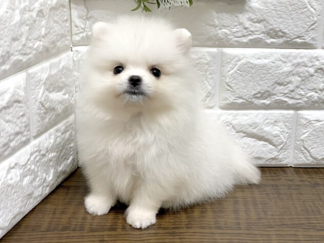 広島県のポメラニアン (アミーゴ宇品店/2026年6月16日生まれ/女の子/クリーム)の子犬の2枚目の画像