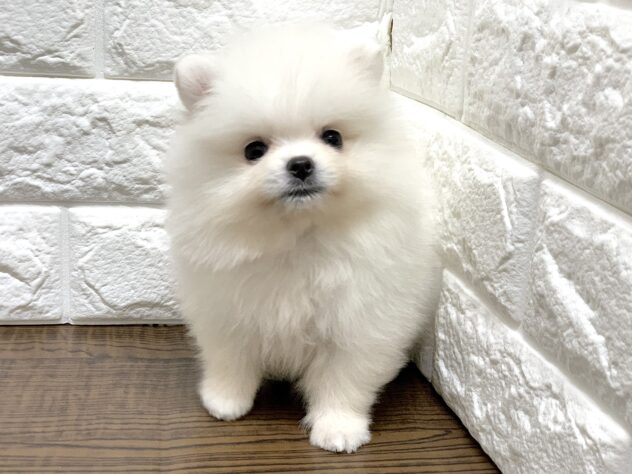 広島県のポメラニアン (アミーゴ宇品店/2026年6月16日生まれ/女の子/クリーム)の子犬の3枚目の画像