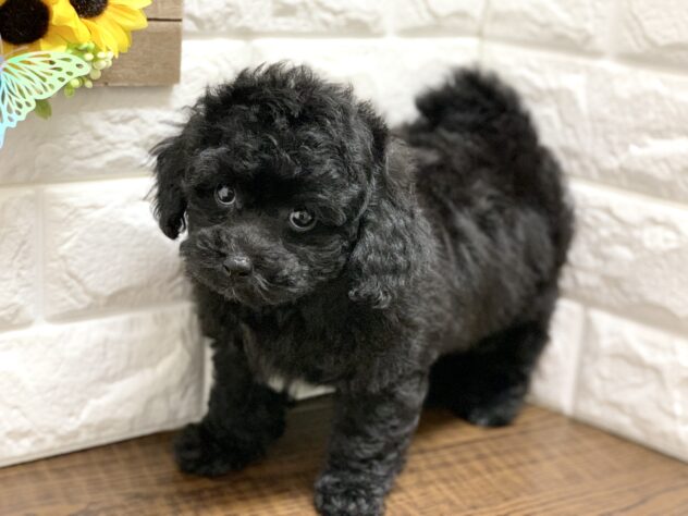 広島県のハーフ犬・ミックス犬 (アミーゴ宇品店/2026年6月21日生まれ/女の子/ブラック)の子犬の2枚目の画像