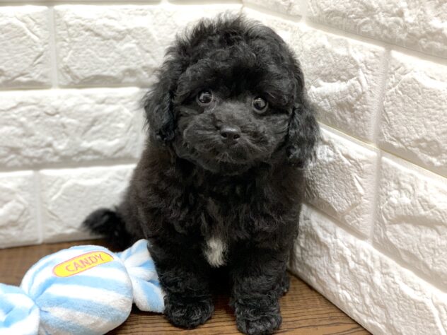 広島県のハーフ犬・ミックス犬 (アミーゴ宇品店/2026年6月21日生まれ/女の子/ブラック)の子犬の1枚目の画像