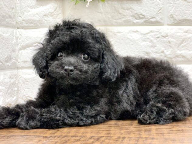 広島県のハーフ犬・ミックス犬 (アミーゴ宇品店/2026年6月21日生まれ/女の子/ブラック)の子犬の3枚目の画像