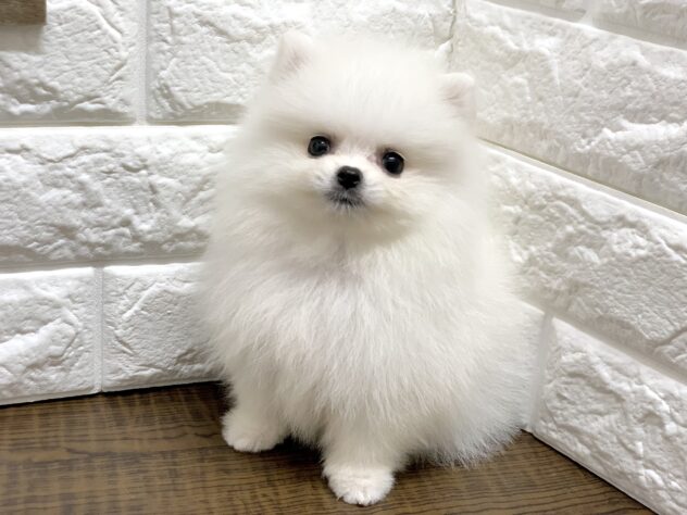 広島県のポメラニアン (アミーゴ宇品店/2026年6月24日生まれ/女の子/クリーム)の子犬の2枚目の画像