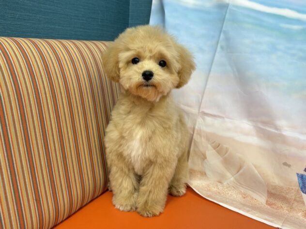 和歌山県のハーフ犬・ミックス犬 (アミーゴ和歌山太田店/2026年6月6日生まれ/男の子/アプリコット)の子犬の2枚目の画像