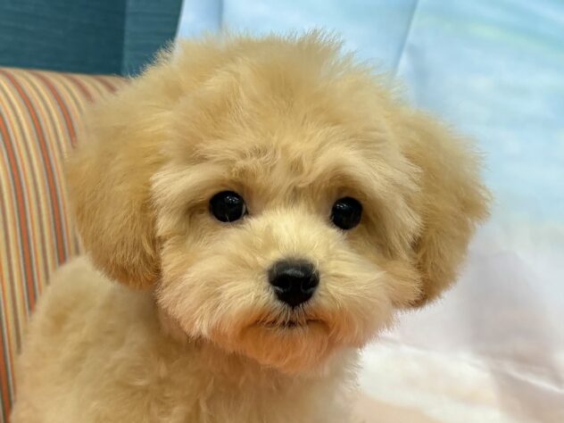 和歌山県のハーフ犬・ミックス犬 (アミーゴ和歌山太田店/2026年6月6日生まれ/男の子/アプリコット)の子犬の1枚目の画像