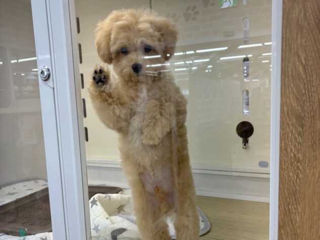 和歌山県のハーフ犬・ミックス犬 (アミーゴ和歌山太田店/2026年6月6日生まれ/男の子/アプリコット)の子犬の3枚目の画像