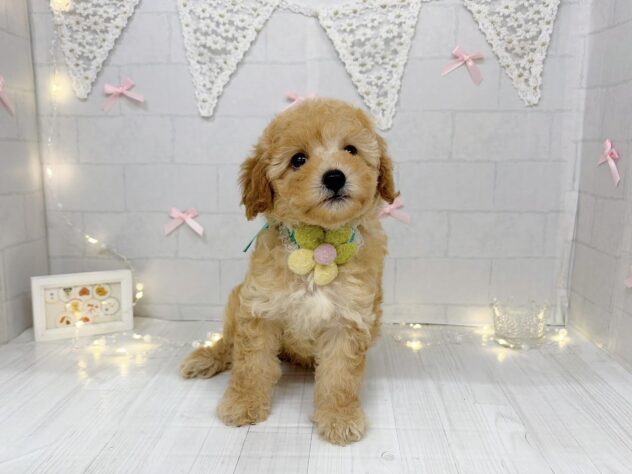 香川県のハーフ犬・ミックス犬 (ワンキャラット アミーゴ屋島店/2026年6月6日生まれ/女の子/アプリコット)の子犬の3枚目の画像