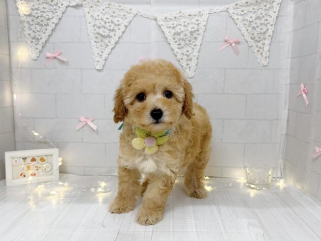 香川県のハーフ犬・ミックス犬 (ワンキャラット アミーゴ屋島店/2026年6月6日生まれ/女の子/アプリコット)の子犬の4枚目の画像