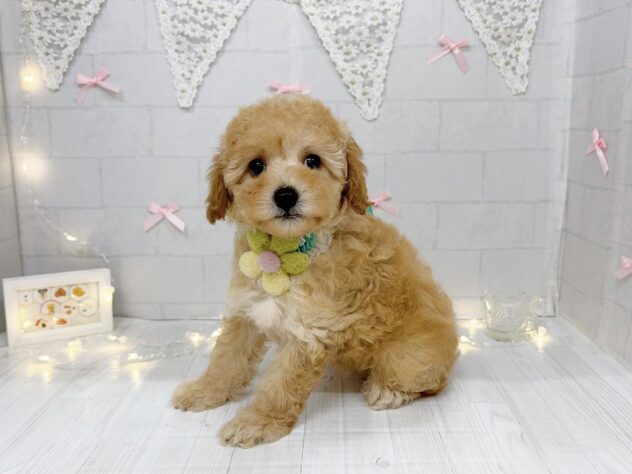 香川県のハーフ犬・ミックス犬 (ワンキャラット アミーゴ屋島店/2026年6月6日生まれ/女の子/アプリコット)の子犬の1枚目の画像