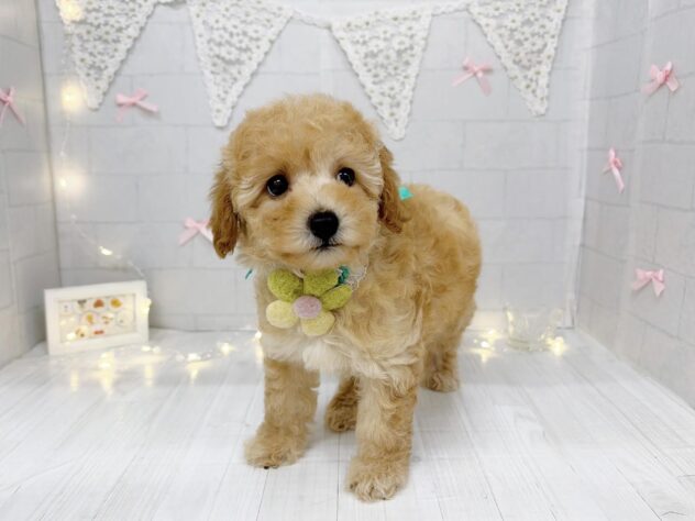 香川県のハーフ犬・ミックス犬 (ワンキャラット アミーゴ屋島店/2026年6月6日生まれ/女の子/アプリコット)の子犬の2枚目の画像