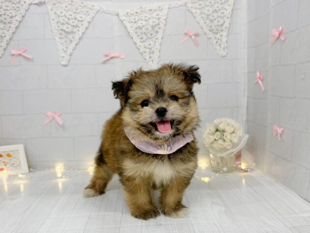 香川県のハーフ犬・ミックス犬 (ワンキャラット アミーゴ屋島店/2026年5月30日生まれ/女の子/フォーン)の子犬の1枚目の画像