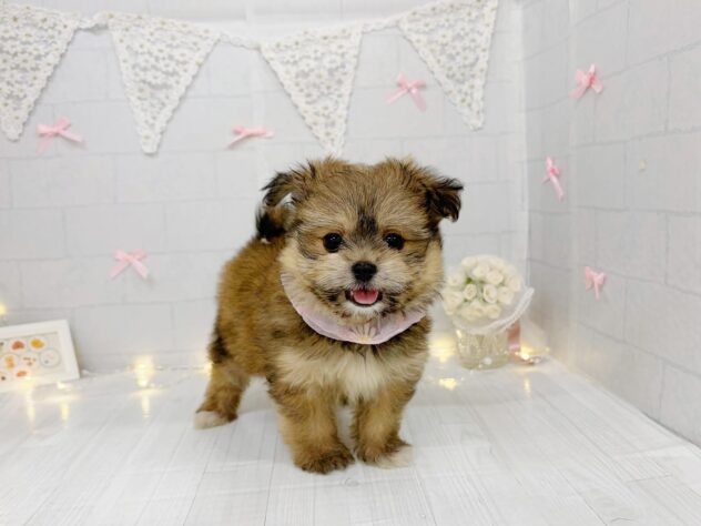 香川県のハーフ犬・ミックス犬 (ワンキャラット アミーゴ屋島店/2026年5月30日生まれ/女の子/フォーン)の子犬の3枚目の画像
