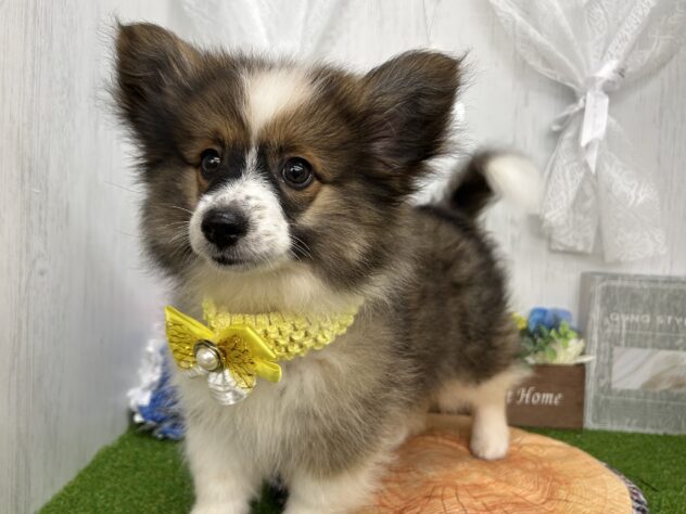 2026年4月11日生まれのハーフ犬・ミックス犬
