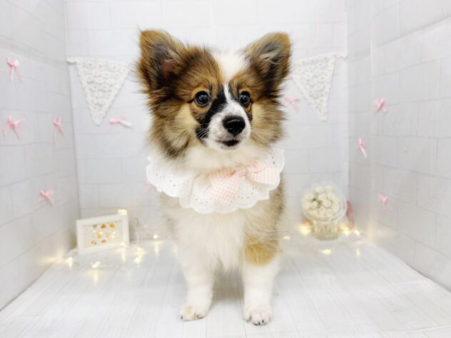 香川県のハーフ犬・ミックス犬 (ワンキャラット アミーゴ屋島店/2026年4月11日生まれ/女の子/セーブルホワイト)の子犬の3枚目の画像