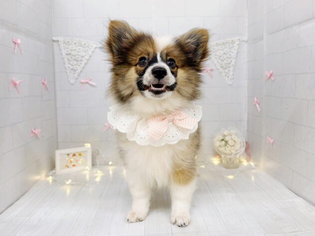 香川県のハーフ犬・ミックス犬 (ワンキャラット アミーゴ屋島店/2026年4月11日生まれ/女の子/セーブルホワイト)の子犬の2枚目の画像