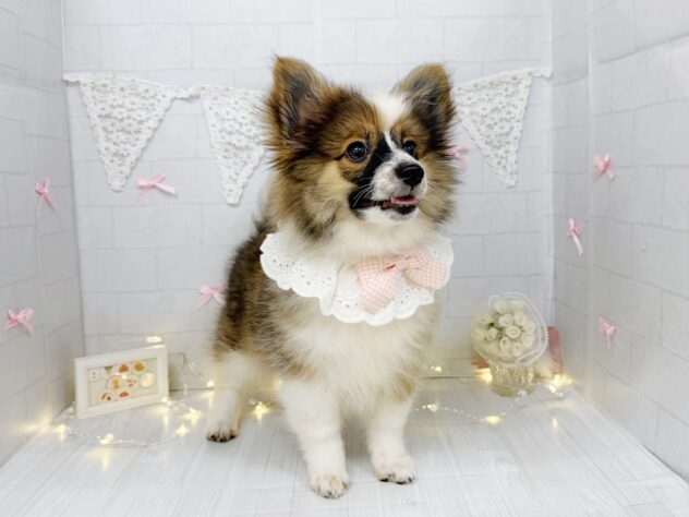香川県のハーフ犬・ミックス犬 (ワンキャラット アミーゴ屋島店/2026年4月11日生まれ/女の子/セーブルホワイト)の子犬の4枚目の画像