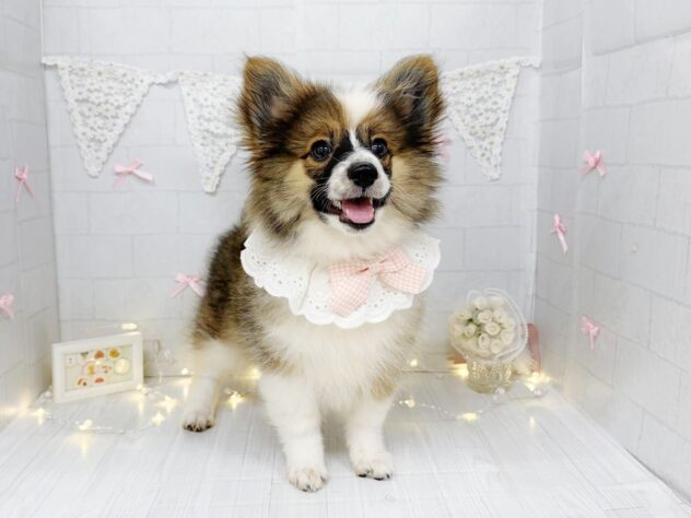 香川県のハーフ犬・ミックス犬 (ワンキャラット アミーゴ屋島店/2026年4月11日生まれ/女の子/セーブルホワイト)の子犬の1枚目の画像