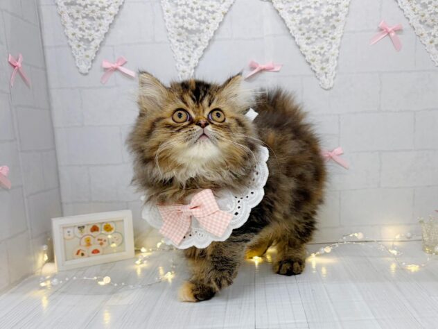 2026年5月29日生まれのハーフ猫・ミックス猫