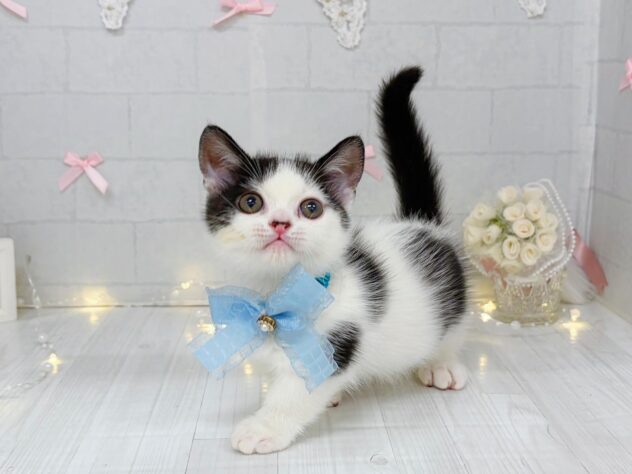2026年6月21日生まれのミヌエット