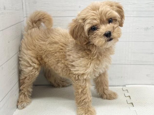徳島県のハーフ犬・ミックス犬 (アミーゴ徳島店/2026年6月6日生まれ/女の子/アプリコット)の子犬