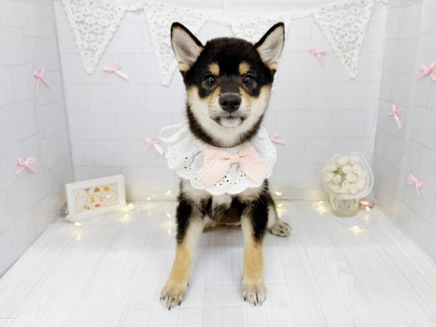 香川県の豆柴 (ワンキャラット アミーゴ屋島店/2026年4月5日生まれ/女の子/黒)の子犬の1枚目の画像