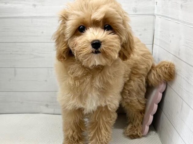 徳島県のハーフ犬・ミックス犬 (アミーゴ徳島店/2026年6月6日生まれ/女の子/アプリコット)の子犬の1枚目の画像