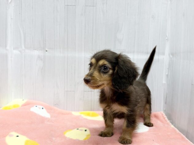 徳島県のミニチュアダックスフンド(ロング) (アミーゴ北島店/2026年6月8日生まれ/男の子/チョコレートタン)の子犬の3枚目の画像