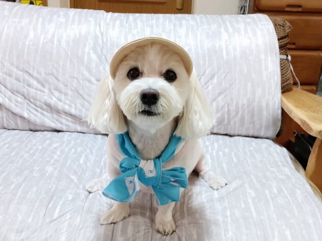モカ