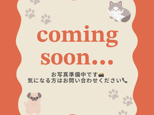 兵庫県のハーフ犬・ミックス犬 (ワンキャラット アミーゴ姫路花田店/2026年6月9日生まれ/女の子/クリーム)の子犬