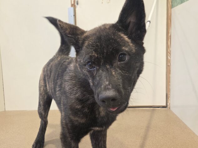 香川県の甲斐犬 (ワンキャラット アミーゴ丸亀店/2026年2月1日生まれ/男の子/黒虎)の子犬の3枚目の画像