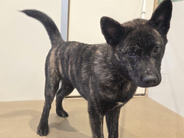 香川県の甲斐犬 (ワンキャラット アミーゴ丸亀店/2026年2月1日生まれ/男の子/黒虎)の子犬の4枚目の画像