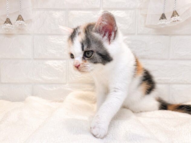 香川県のスコティッシュフォールド (ワンキャラット アミーゴ丸亀店/2026年6月6日生まれ/女の子/ダイリュートキャリコ)の子猫の3枚目の画像