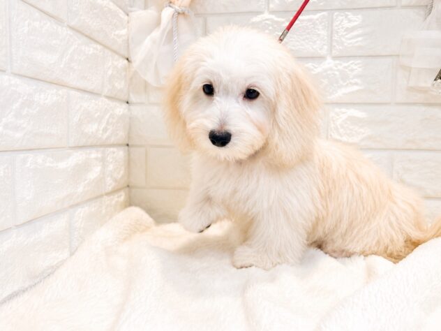 香川県のハーフ犬・ミックス犬 (ワンキャラット アミーゴ丸亀店/2026年4月26日生まれ/男の子/クリーム)の子犬の3枚目の画像