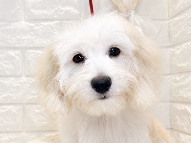 香川県のハーフ犬・ミックス犬 (ワンキャラット アミーゴ丸亀店/2026年4月26日生まれ/男の子/クリーム)の子犬の1枚目の画像