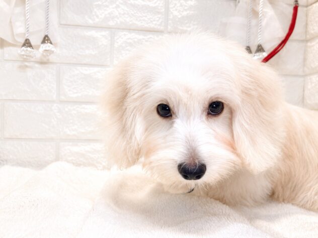 香川県のハーフ犬・ミックス犬 (ワンキャラット アミーゴ丸亀店/2026年4月26日生まれ/男の子/クリーム)の子犬の2枚目の画像