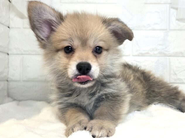 香川県のハーフ犬・ミックス犬 (ワンキャラット アミーゴ丸亀店/2026年6月10日生まれ/男の子/レッドホワイト)の子犬の1枚目の画像