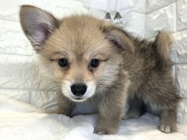 香川県のハーフ犬・ミックス犬 (ワンキャラット アミーゴ丸亀店/2026年6月10日生まれ/男の子/レッドホワイト)の子犬の3枚目の画像