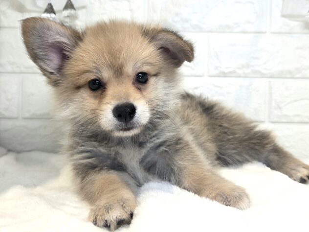 香川県のハーフ犬・ミックス犬 (ワンキャラット アミーゴ丸亀店/2026年6月10日生まれ/男の子/レッドホワイト)の子犬の2枚目の画像