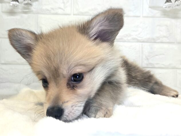 香川県のハーフ犬・ミックス犬 (ワンキャラット アミーゴ丸亀店/2026年6月10日生まれ/男の子/レッドホワイト)の子犬の4枚目の画像