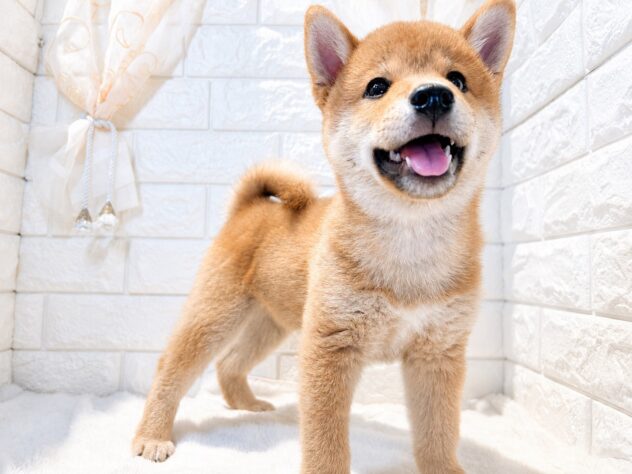 香川県の豆柴 (ワンキャラット アミーゴ丸亀店/2026年5月31日生まれ/男の子/赤)の子犬の3枚目の画像